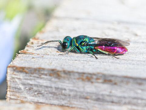 Alien looking emerald wasp in the sun