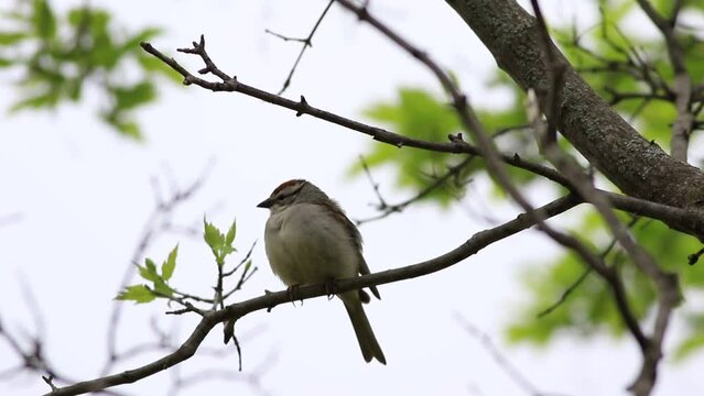 Bruant familier sur une branche