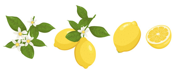 Set with lemon blossom, lemons on a branch, a whole lemon and half a fruit. Flat vector lemon set.