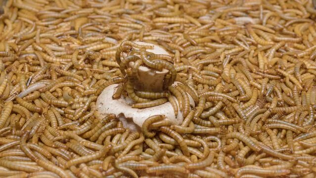 4K Time Lapse of Mealworms eating fresh Champignon mushrooms.