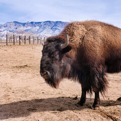 Close-up of American Bison with Sandia Mountains in background. New Mexico.