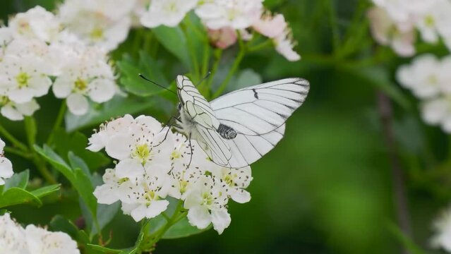 A Black-veined White Butterfly. It went extinct in the Uk in 1925. This one was seen in the Uk on 31.5.23 at Hutchinson's Bank, Croydon.