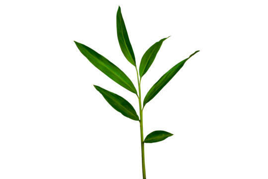 White ginger or wild ginger leaves the tropical forest plant in the ginger family. Dark green leaves branch isolated on transparent background. PNG transparency