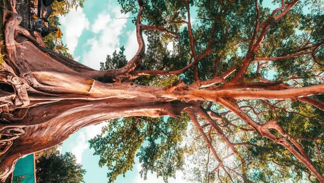 700 years old Bayan Ancient Tree  with more than 50 meters tall on nature background 