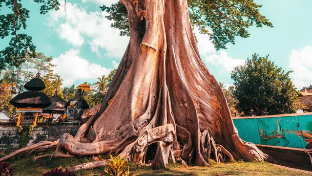 700 years old Bayan Ancient Tree  with more than 50 meters tall on nature background 