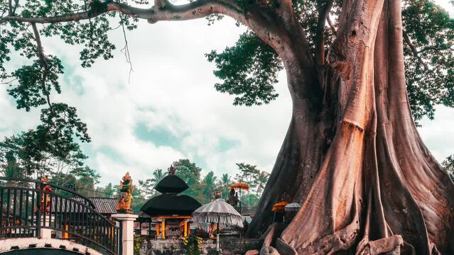 Hidden gems north Bali Bayan Ancient Tree - 700 years old tree with more than 50 meters tall on background traditional Hindu temple and blue cloudy sky. Ubud, Bali, Indonesia 4K