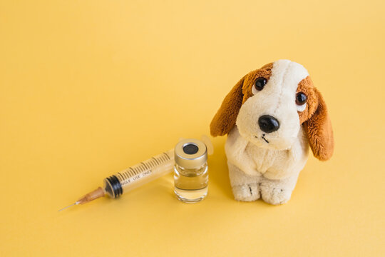 犬のぬいぐるみと注射器　犬のワクチン接種　動物病院