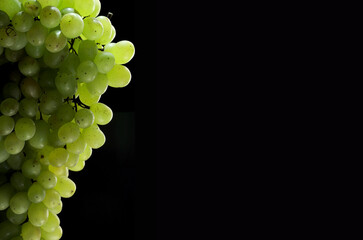 Big bunch of green grapes with water drops on black background - obrazy, fototapety, plakaty