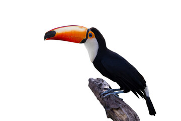 Toucan bird or Toco Toucan perched on a branch isolated on white background.