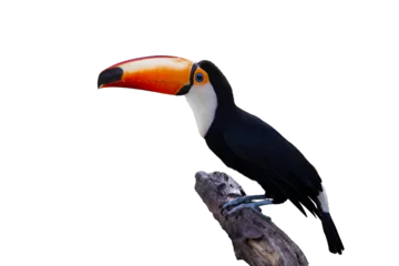 Foto op Canvas Toucan bird or Toco Toucan perched on a branch isolated on white background. © Pannarai