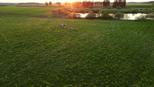 Flock of sheep grazing in the green meadow with sunset. Flock of sheep moving forward on the grassland pasture. One black sheep. Shepherds lead animals along paths to graze. Sheeps on hills 