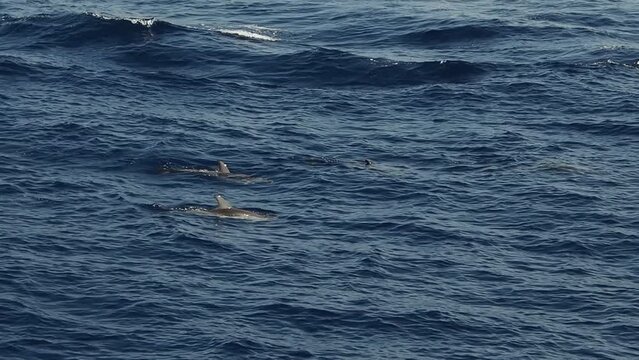 Striped dolphin in mediterranean slow motion