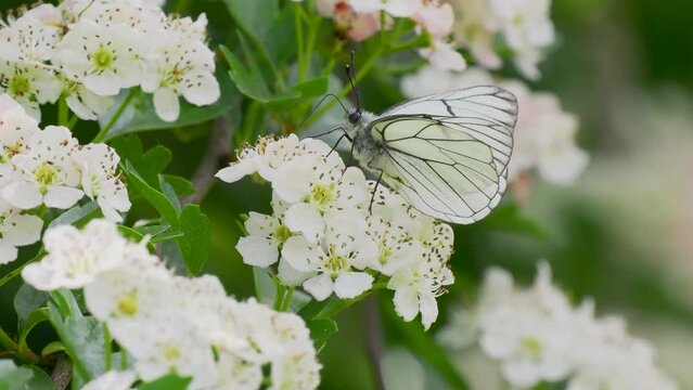 A Black-veined White Butterfly. It went extinct in the Uk in 1925. This one was seen in the Uk on 31.5.23 at Hutchinson's Bank, Croydon.