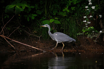 Grey heron hunting in the shadows