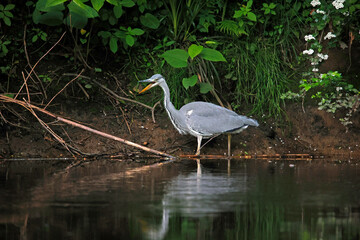 Grey heron hunting in the shadows