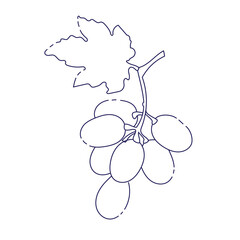 Bunch of purple grapes with stem and leaf isolated on white background. Vector illustration line style