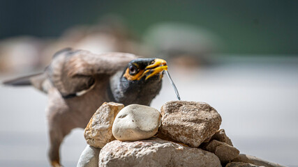 Isolated extreme close up portrait of a single mature common/ Indian myna bird drinking cold water during a hot summer day in its domestic surroundings- Rehovot Israel