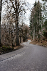 Obraz premium road in the forest