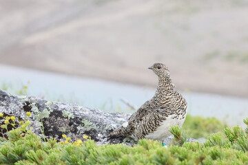 Rock ptarmigan (Lagopus muta japonica) in Japan