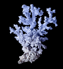 Coral isolated on black background © Dmitry