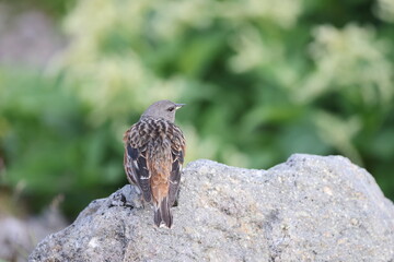 Alpine accentor (Prunella collaris) in Japan