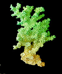 Coral isolated on black background