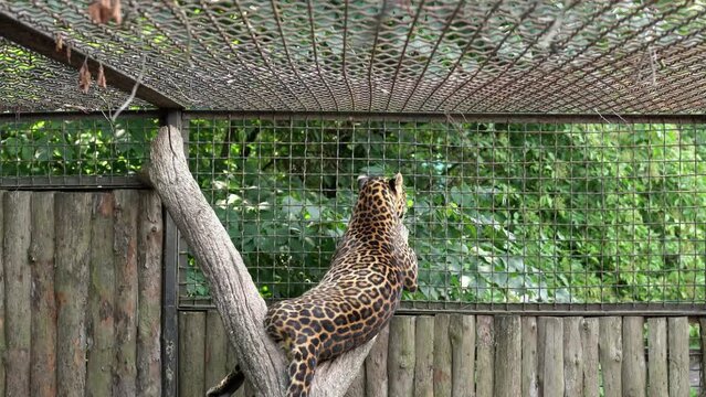 A beautiful leopard rests on a tree with its back and then turns its head and licks its paw and fur in contact game zoo park. Jaguar lies on a branch and resting. Big wildcat behind bars in captivity