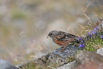 Alpine accentor (Prunella collaris) in Japan