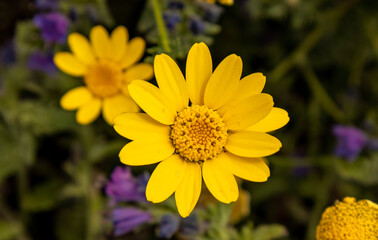 Scolymus hispanicus harina Paisaje amarillo