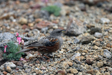 Alpine accentor (Prunella collaris) in Japan