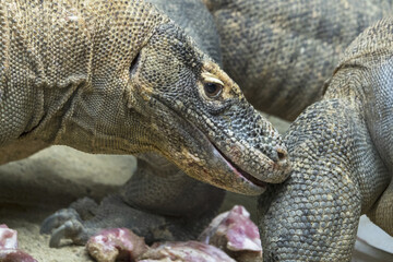 The Komodo dragon (Varanus komodoensis) is the largest lizard and feeds on meat.