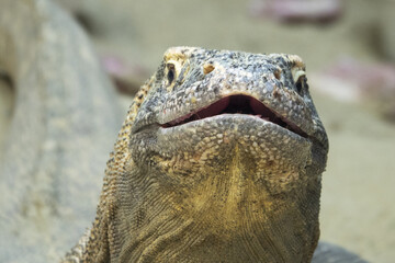 The Komodo dragon (Varanus komodoensis) is the largest lizard and feeds on meat.
