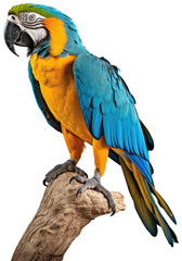blue-and-yellow macaw parrot sitting on a branch isolated on white background as transparent PNG, generative AI animal - obrazy, fototapety, plakaty