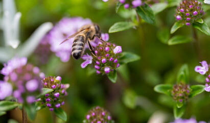 Detail of a bee on a pink flower