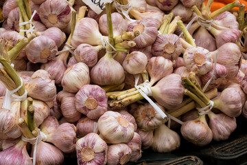 Harvest of fresh garden garlic on the farmer's market in Puglia Italy