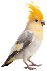 Fototapeta premium A cockatiel bird isolated on a white background, generative AI