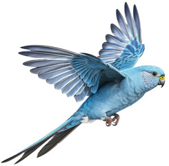 Flying blue parakeet isolated on white background as transparent PNG, generative AI animal