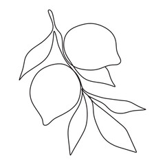 Hand drawn one line lemon branch with leaves. Minimalistic lemon sketch.
