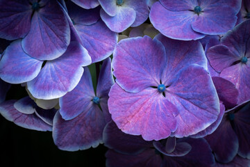 紫陽花の花びら・梅雨