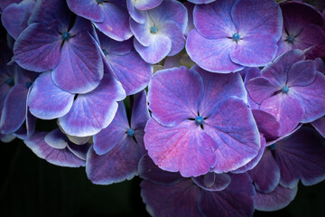 紫陽花の花びら・梅雨