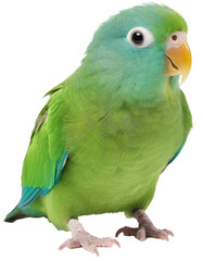 Green parrotlet isolated on a white background, generative AI animal