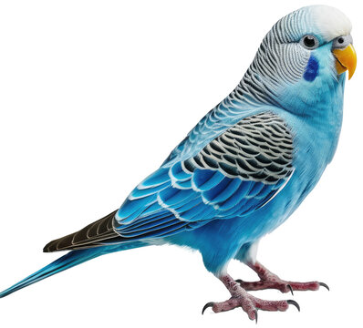 blue parakeet parrot isolated on a white background, generative AI animal