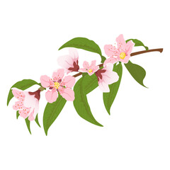 Peach blooming tree branch. Peach blossom pink flowers. 