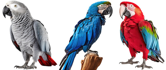 Collection of three birds, parrot set (red macaw, blue macaw, african grey parrot) isolated on white background as transparent PNG, generative AI animal bundle - obrazy, fototapety, plakaty