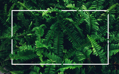 Frame Ferns in the forest. Natural floral fern background. Natural green fern pattern. Close up...