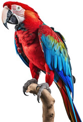 red macaw parrot sitting on a branch isolated on a white background, generative AI animal