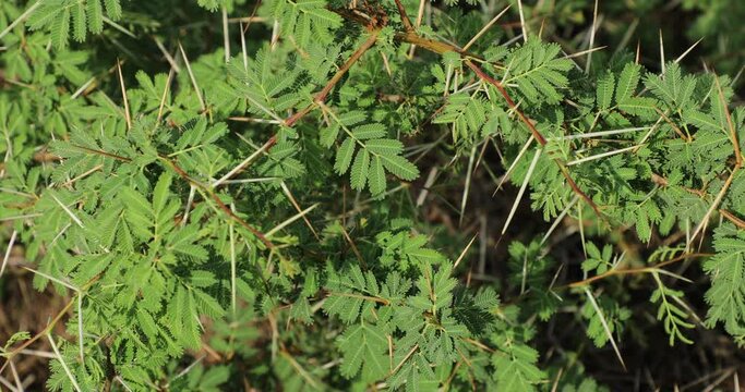 Gum arabic tree closeup. Vachellia nilotica. 