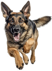 Happy german shephard dog running towards the camera isolated on white background as transparent PNG, generative AI animal