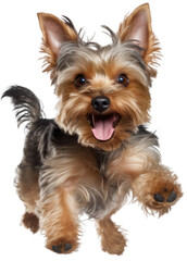 Happy yorkshire terrier dog running towards the camera isolated on white background as transparent PNG, generative AI animal