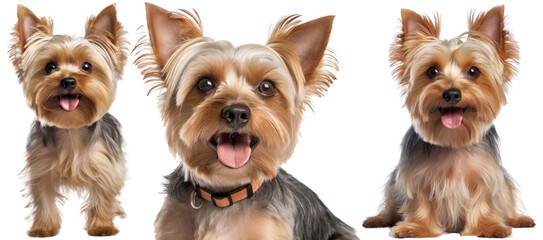 Collection of three dogs, happy yorkshire terrier set (portrait, sitting and standing) isolated on white background as transparent PNG, generative AI animal bundle - obrazy, fototapety, plakaty